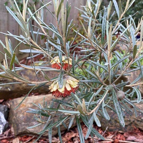 yanchep-rose-3 yanchep-rose-3