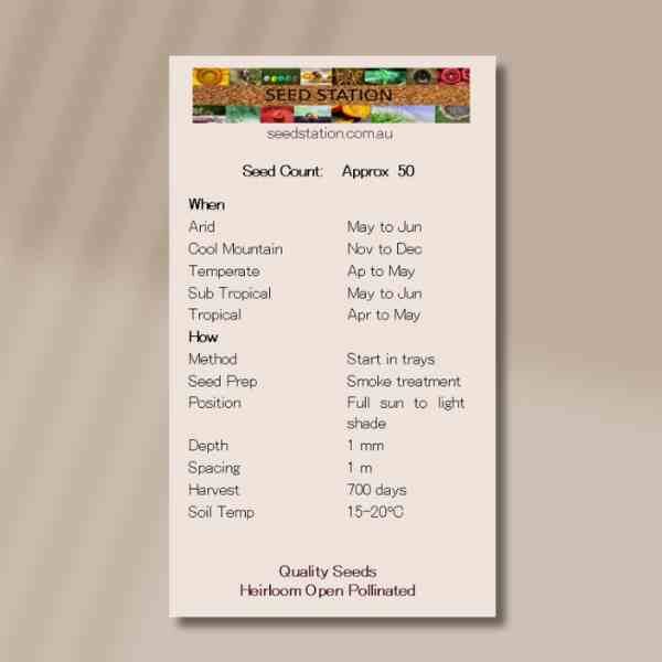 yanchep-rose-back yanchep-rose-back