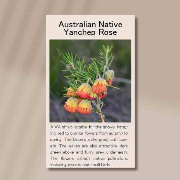yanchep-rose-front yanchep-rose-front
