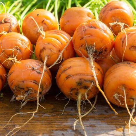 carrot-thumbelina-seeds