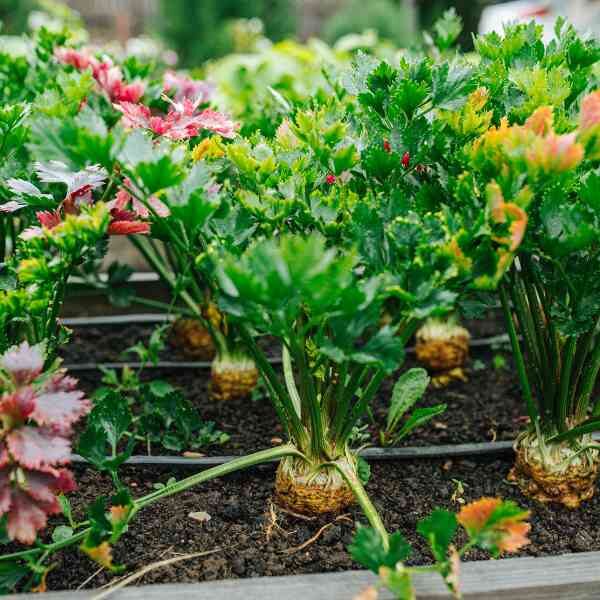 celeriac-talar-seeds-1 celeriac-talar-seeds-1