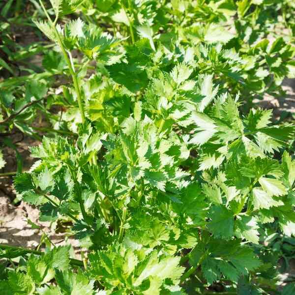 celeriac-talar-seeds-2 celeriac-talar-seeds-2