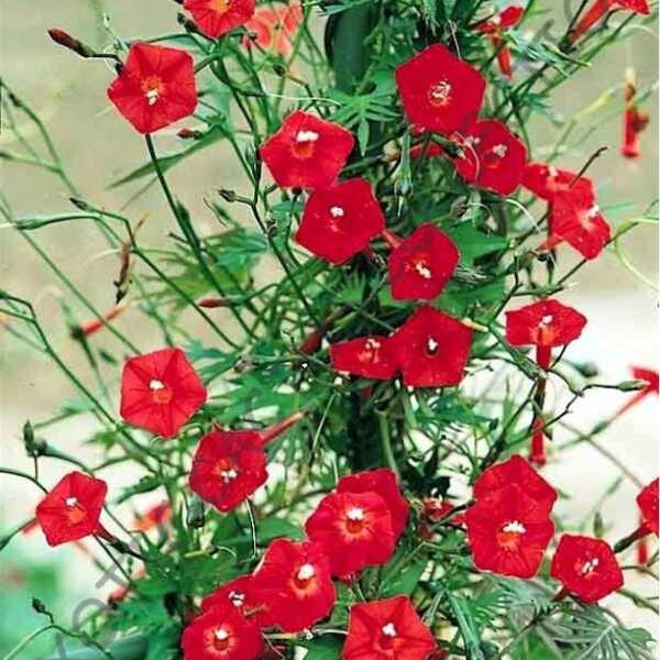 red-cardinalis-seeds red-cardinalis-seeds