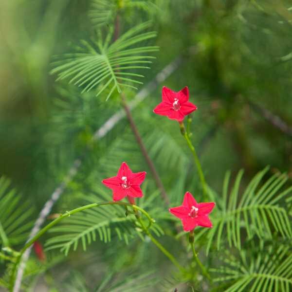 red-cardinalis-seeds5 red-cardinalis-seeds5