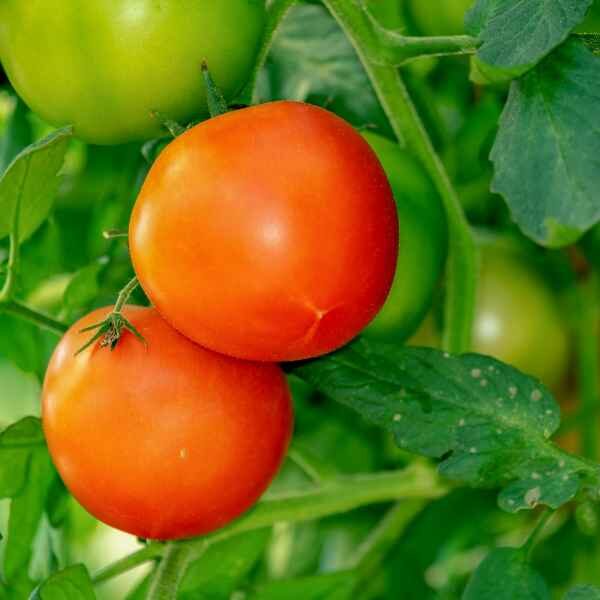 tomato-silvery-fir-tree-seeds-1 tomato-silvery-fir-tree-seeds-1