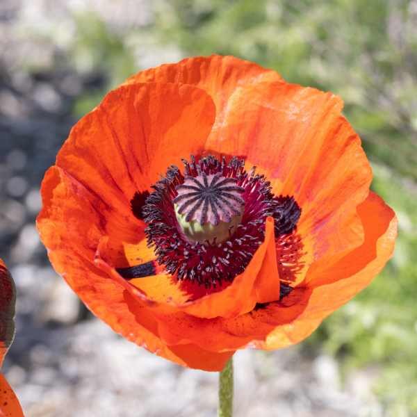 orientale-poppy-seeds-2 orientale-poppy-seeds-2