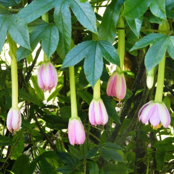 passionfruit-banana-style-3 passionfruit-banana-style-3