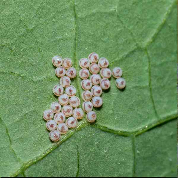 cabbage moth eggs