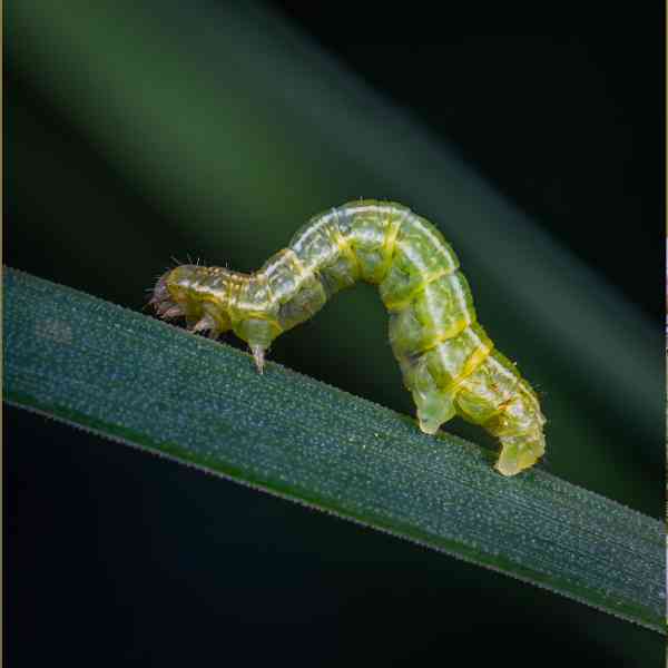 cabbage moth larva