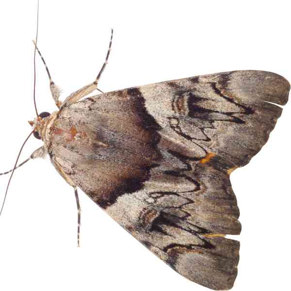 cabbage moth