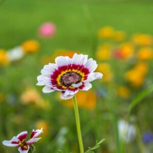 Chrysanthemum