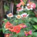 chrysanthemum-rainbow-seeds
