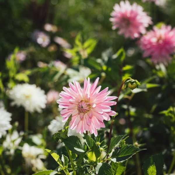 dahlia-cactus-mix-seed-3 dahlia-cactus-mix-seed-3
