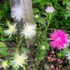 aster-giant-ray-seeds-6