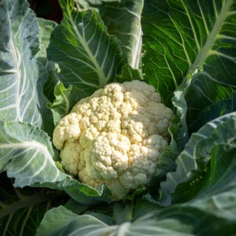 cauliflower-phenomenal-early-seed