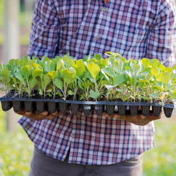 How to harden off seedlings