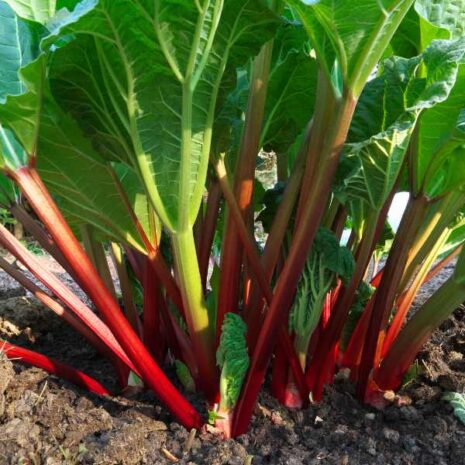 rhubarb-glaskins-perpetual-seed