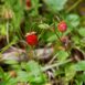 strawberry-baron-solemacher-seeds2