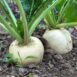 turnip-snowball-seeds2