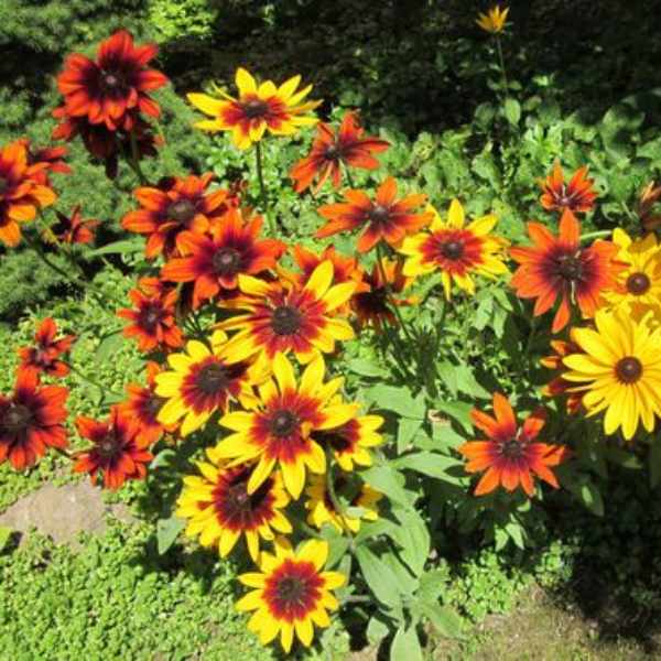 Mastering The Art Of Rudbeckia Cultivation