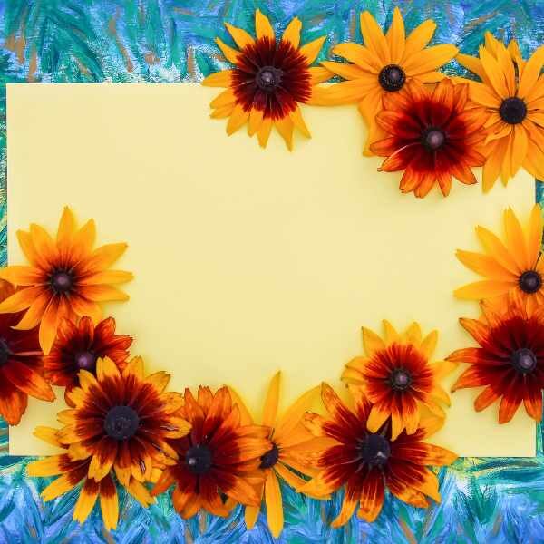 gloriosa-daisies-seeds4 gloriosa-daisies-seeds4