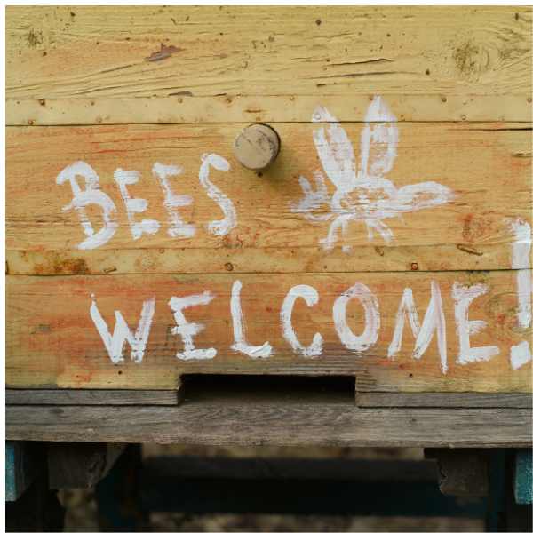 How To Cultivate A Bee-Friendly Haven in your Garden
