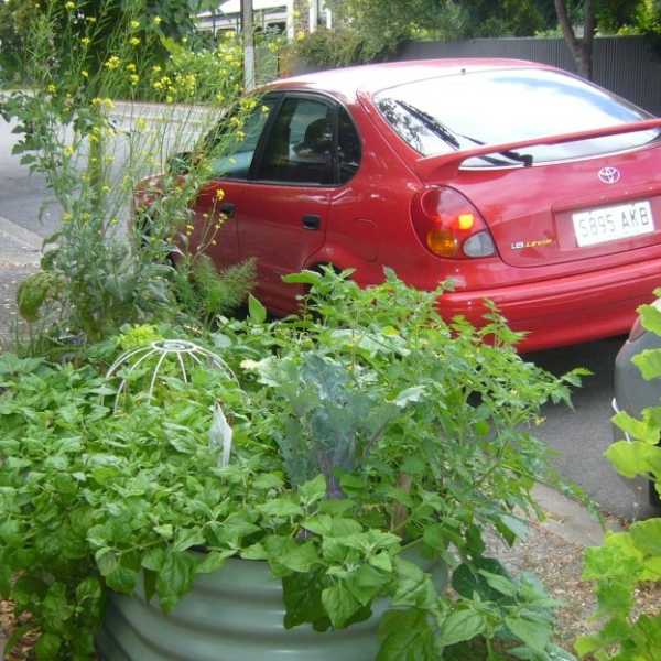 Bush Tucker: Warrigal Greens