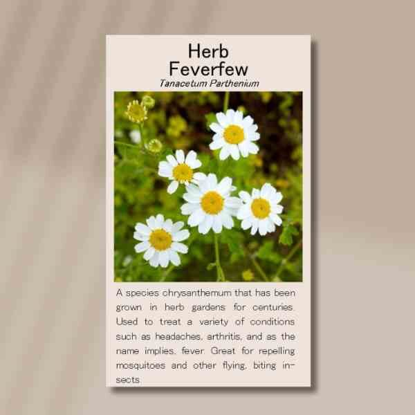 feverfew-front feverfew-front
