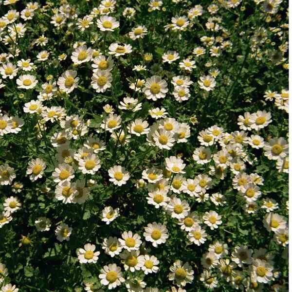herb-feverfew-seeds-1 herb-feverfew-seeds-1