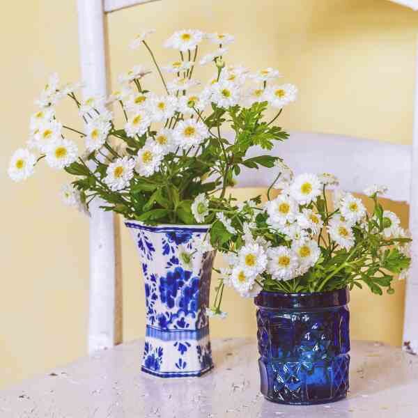 herb-feverfew-seeds-2 herb-feverfew-seeds-2