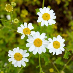 Feverfew