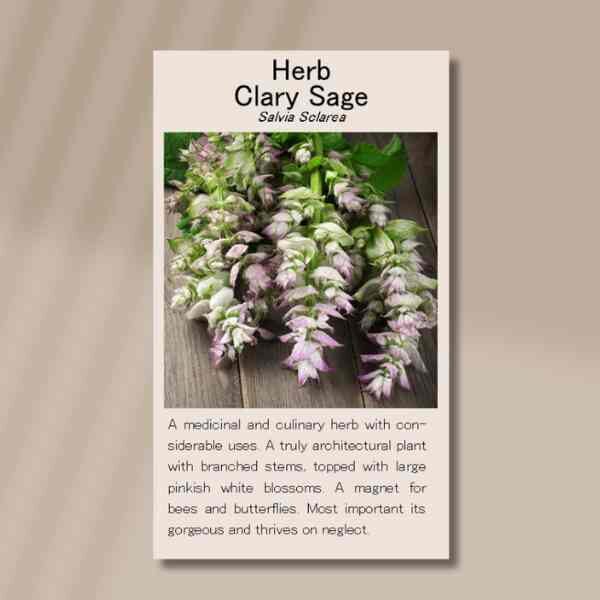 clary-sage-front clary-sage-front