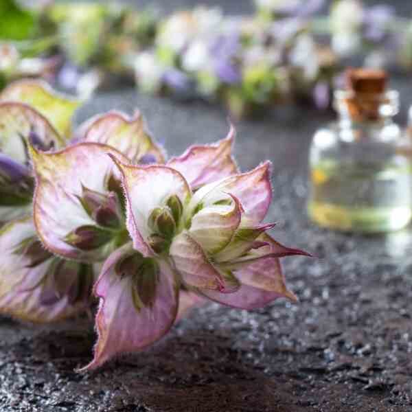 clary-sage-seeds-2 clary-sage-seeds-2