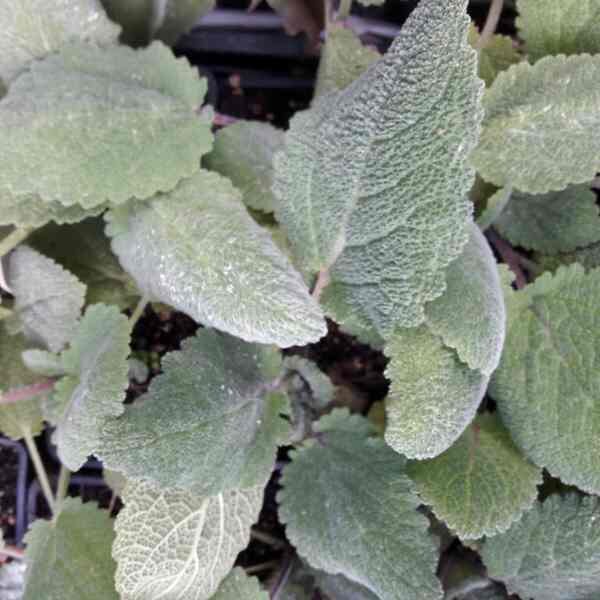 clary-sage-seeds-3 clary-sage-seeds-3