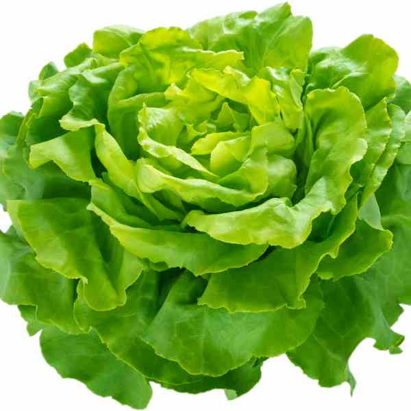butterhead lettuce