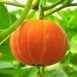 pumpkin -jack-be-little-seeds-2