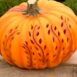 pumpkin -jack-be-little-seeds-3