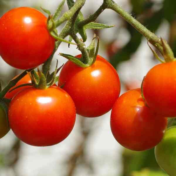 Tomato Sugar Lump • Seed Station