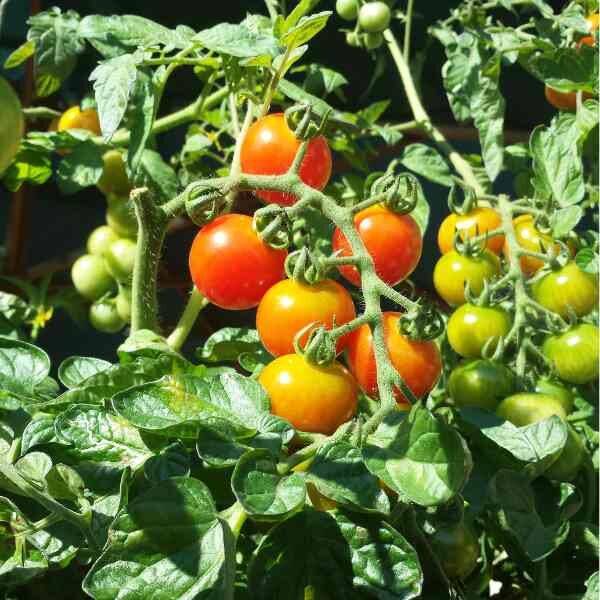 Tomato Sugar Lump • Seed Station