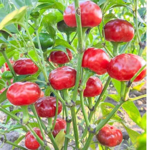 chilli-red-cherry-hot-seeds-1 chilli-red-cherry-hot-seeds-1