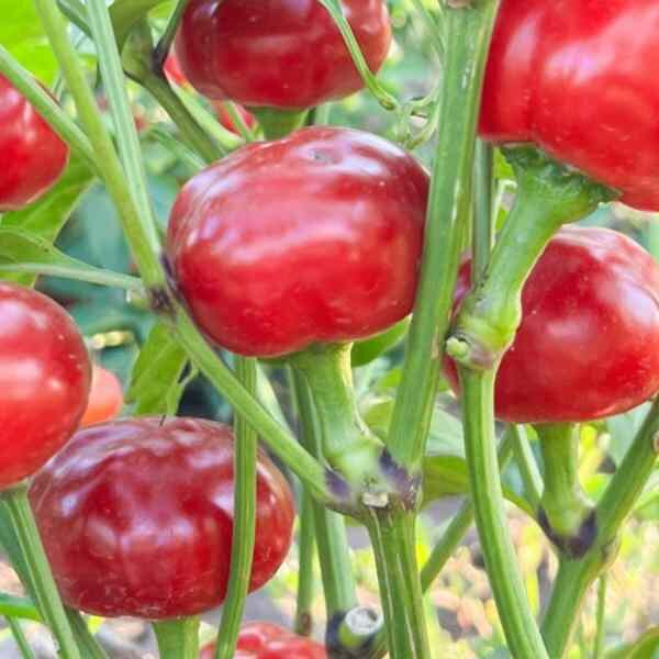 chilli-red-cherry-hot-seeds-2 chilli-red-cherry-hot-seeds-2