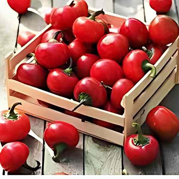 chilli-red-cherry-hot-seeds-3 chilli-red-cherry-hot-seeds-3