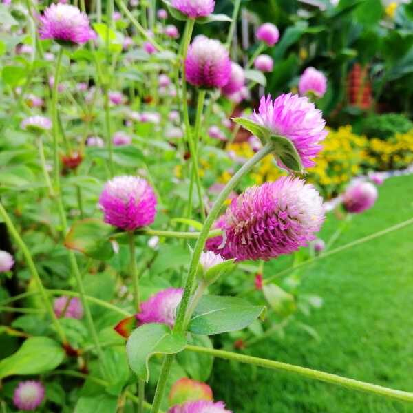 globe-amaranth-seeds-4 globe-amaranth-seeds-4