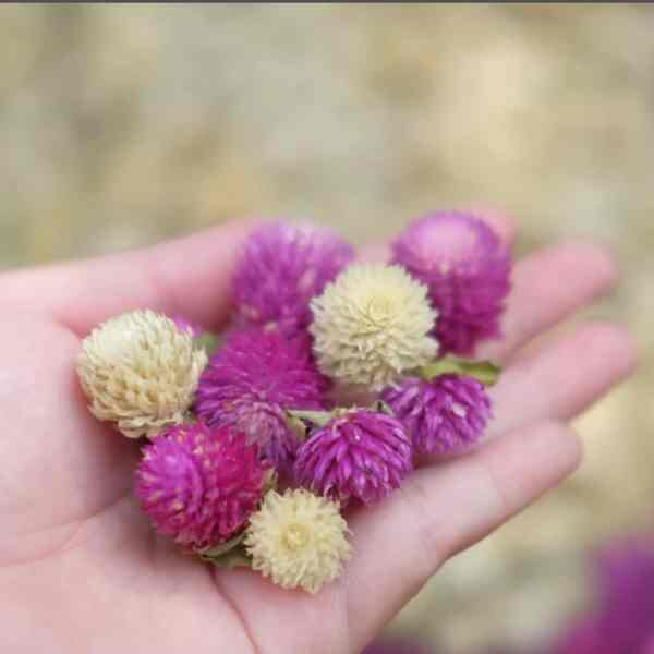 globe-amaranth-seeds-6 globe-amaranth-seeds-6