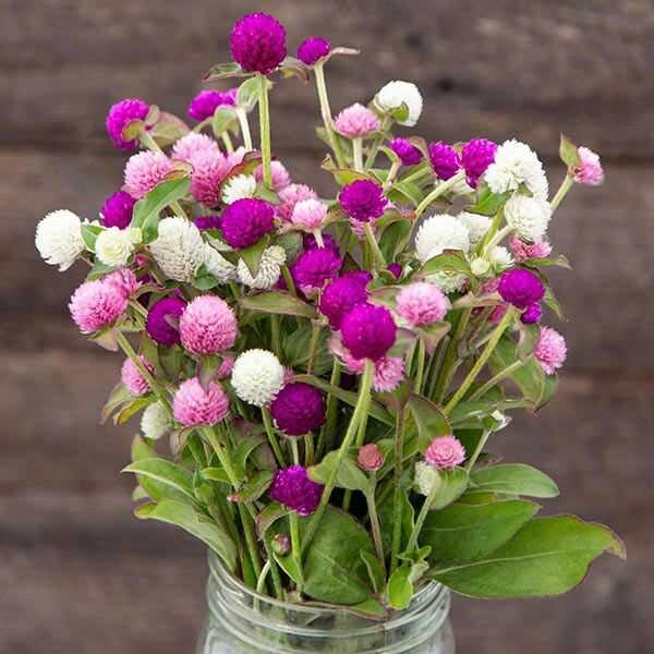 globe-amaranth-seeds globe amaranth mix