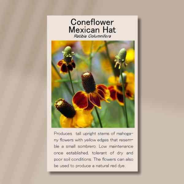 mexican-hat-front mexican-hat-front