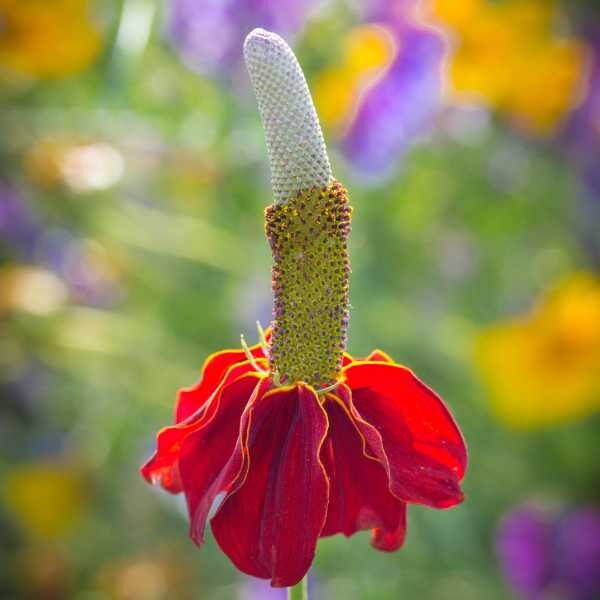 mexican-hat-seeds-4 mexican-hat-seeds-4