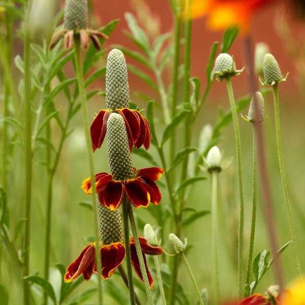 mexican-hat-seeds mexican-hat-seeds
