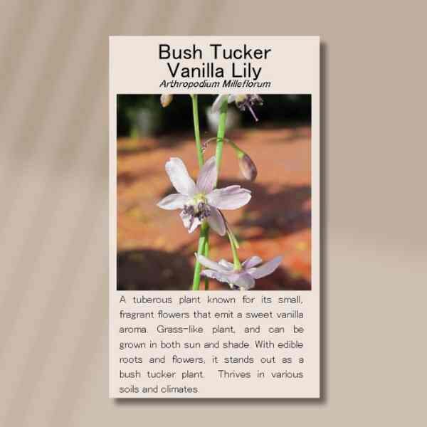 native-vanilla-lily-seeds-back native-vanilla-lily-seeds-back
