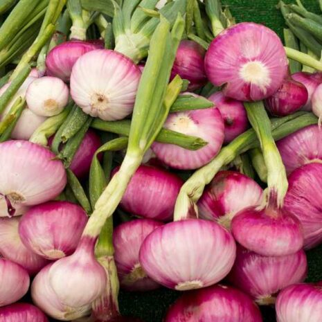 pickling-onion-purplette-seed